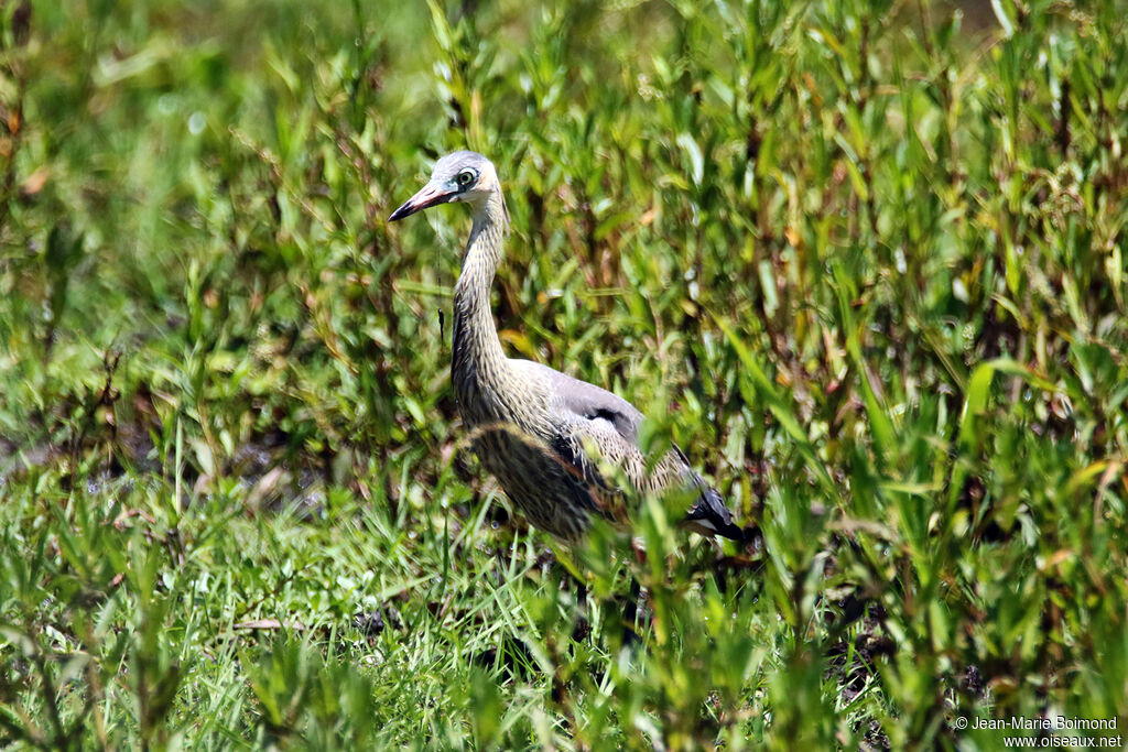 Héron flûte-du-soleil