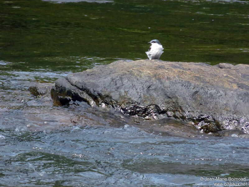 White-winged Swallow