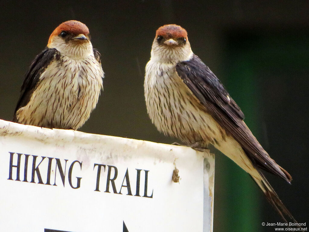 Hirondelle à tête rousse