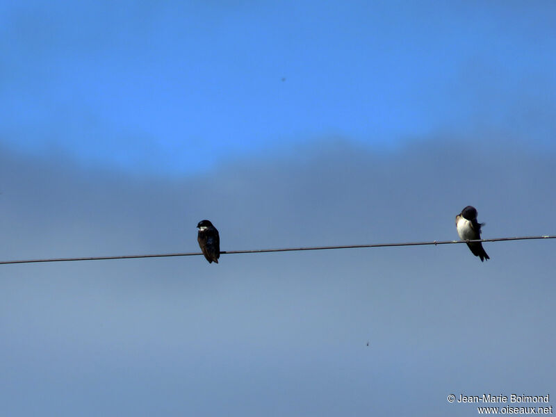 Blue-and-white Swallow