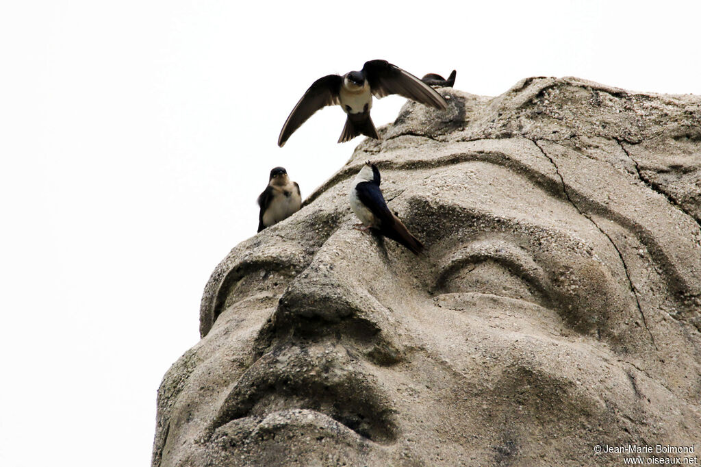 Hirondelle bleu et blanc