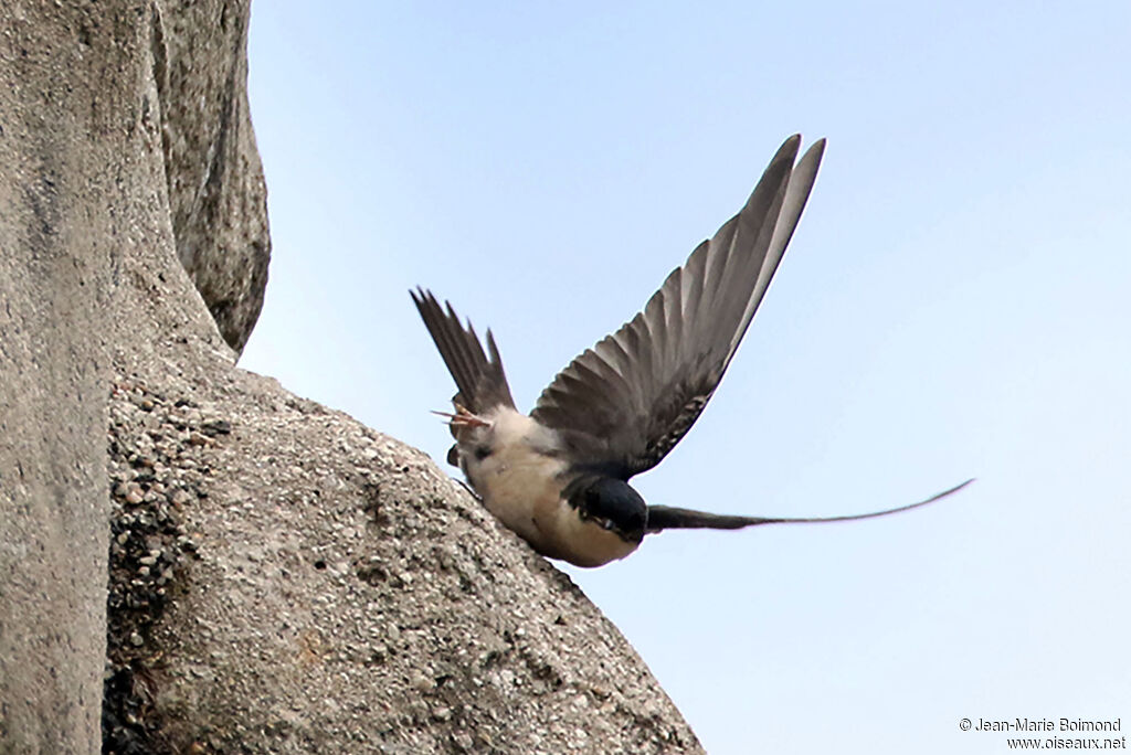 Hirondelle bleu et blanc