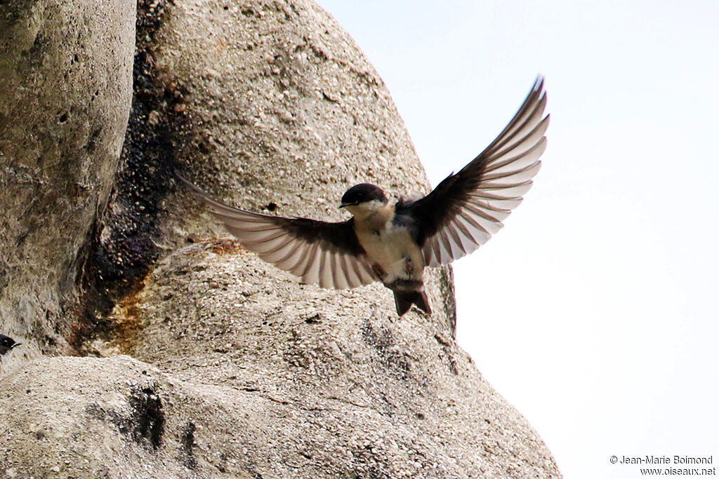 Hirondelle bleu et blanc