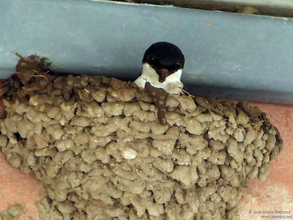 Hirondelle de fenêtre