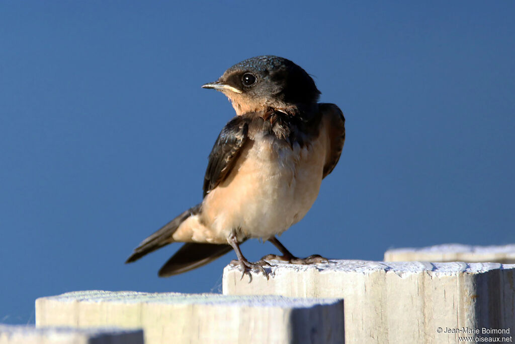 Barn Swallow - Hirondelle de cheminée