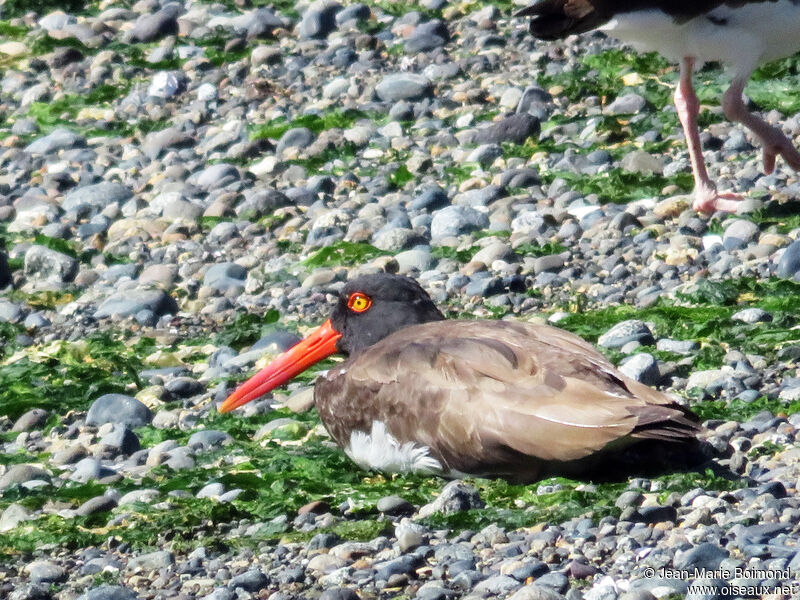 American Oystercatcher