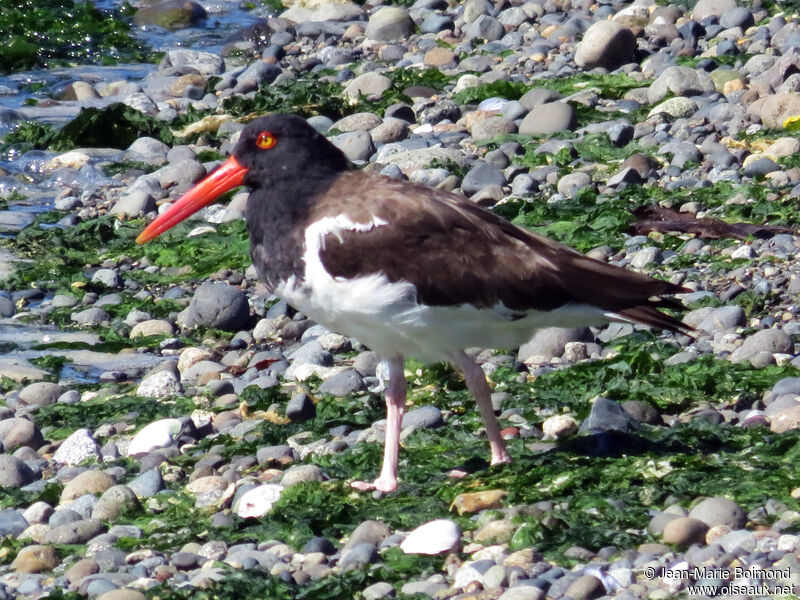 American Oystercatcher