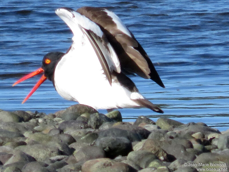 American Oystercatcher