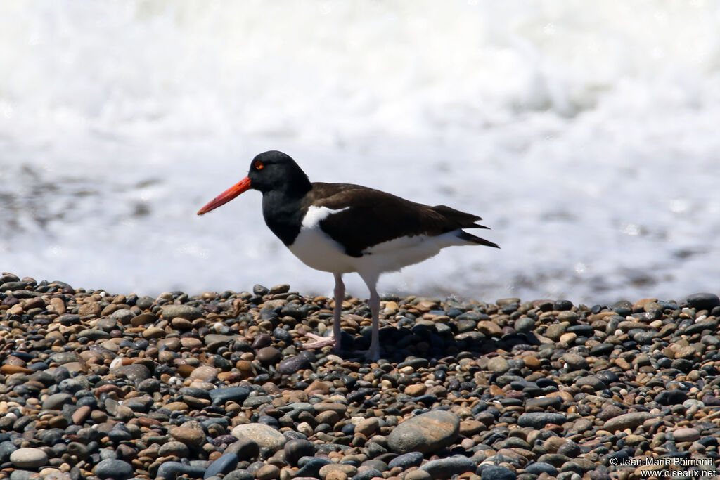 Huîtrier d'Amérique