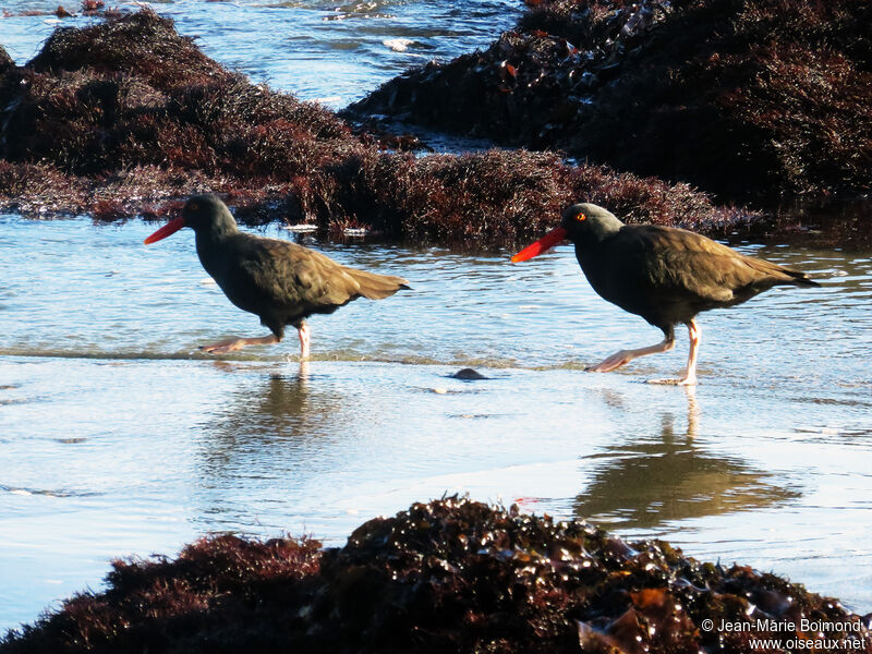 Blackish Oystercatcher