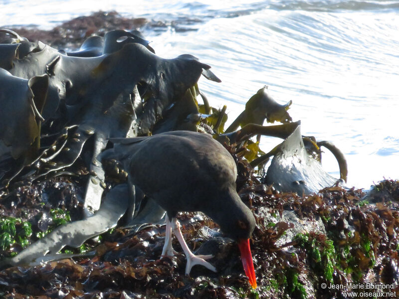 Blackish Oystercatcher