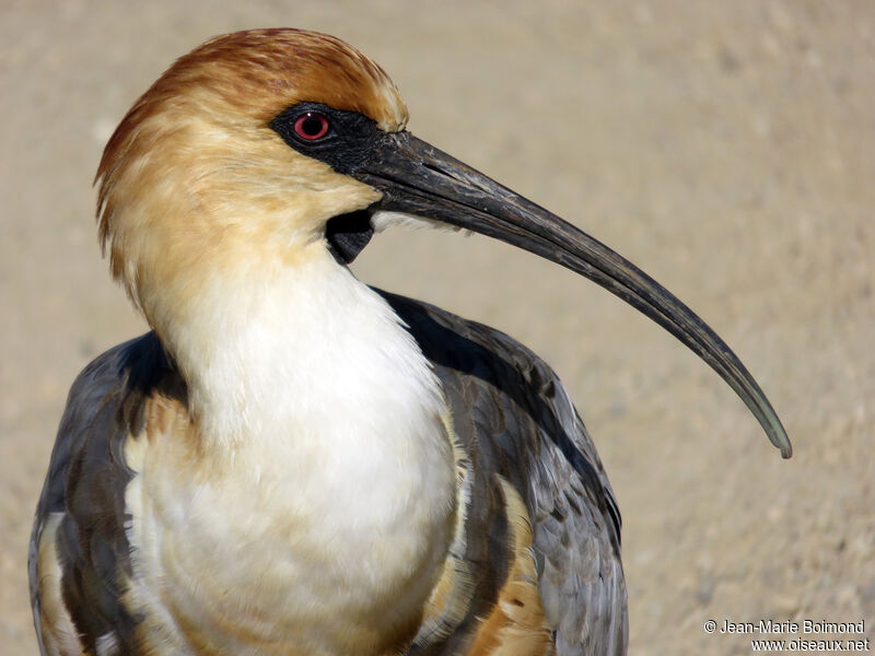 Black-faced Ibis