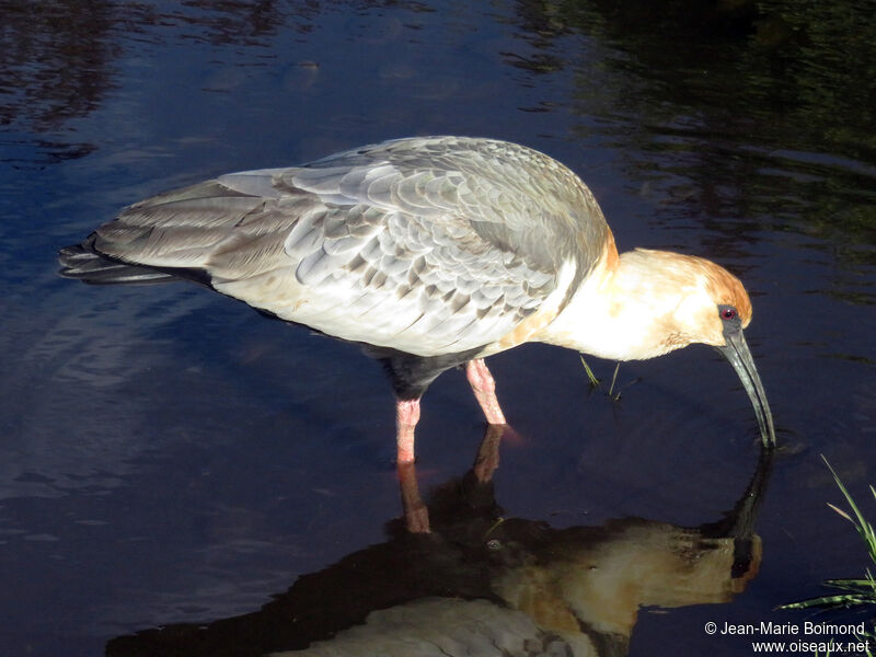 Black-faced Ibis