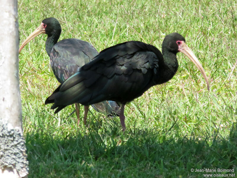 Ibis à face nue