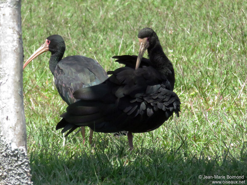 Bare-faced Ibis