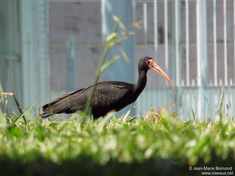 Ibis à face nue