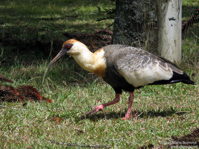 Buff-necked Ibis