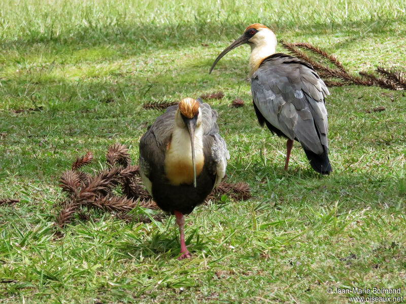 Buff-necked Ibis