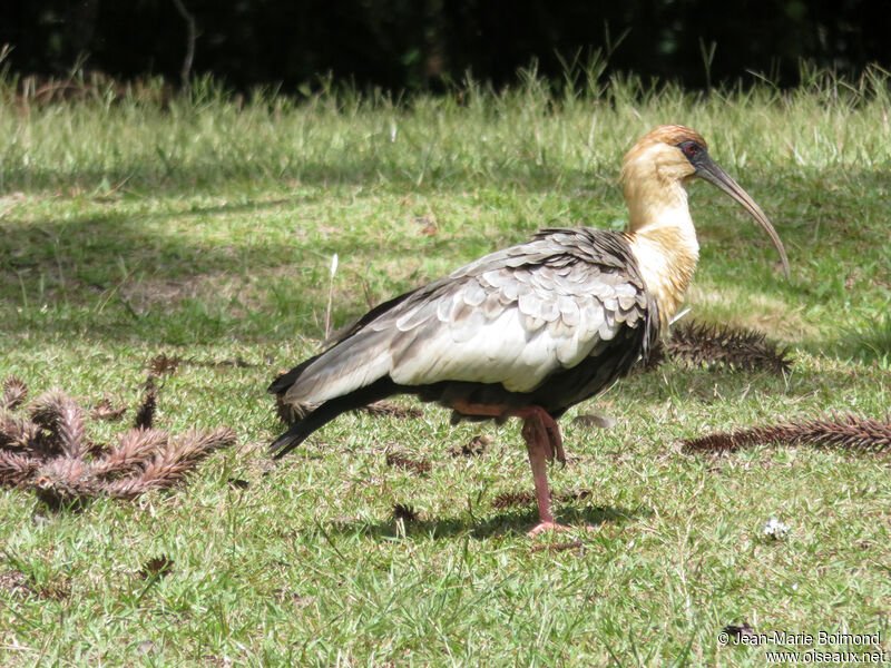 Buff-necked Ibis