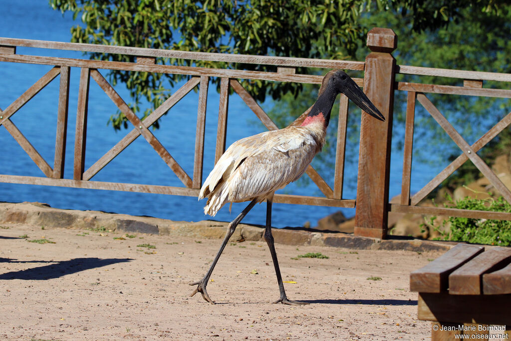 Jabiru d'Amérique