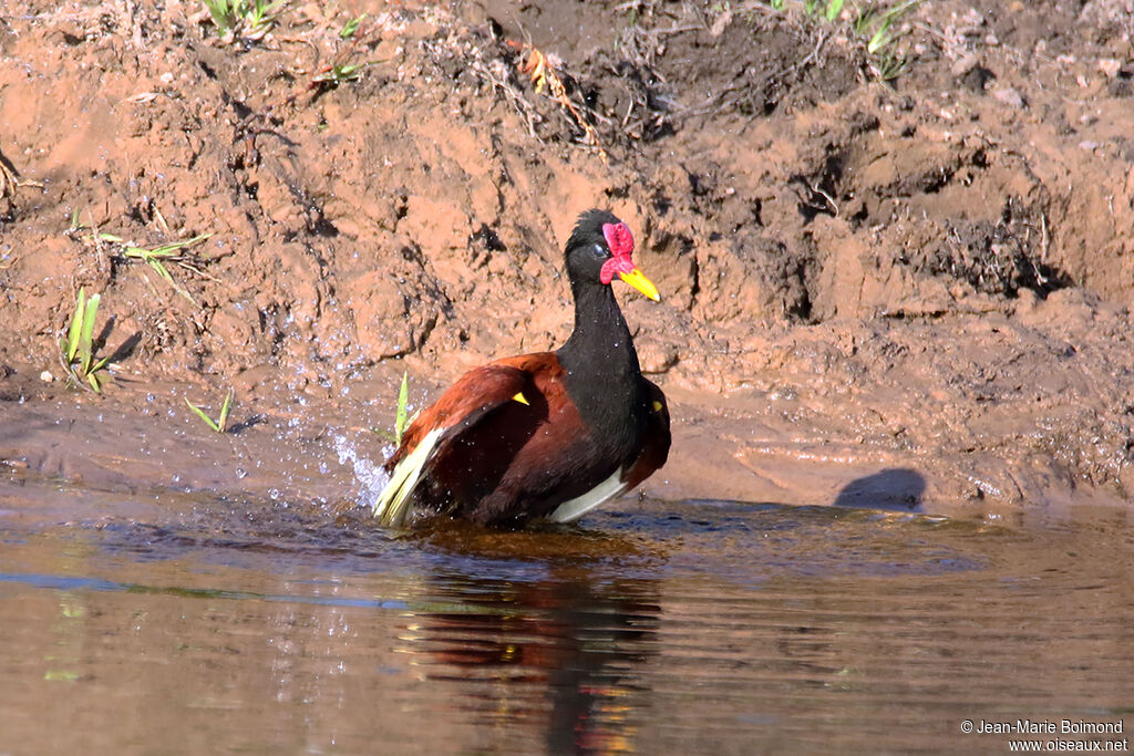 Jacana noir