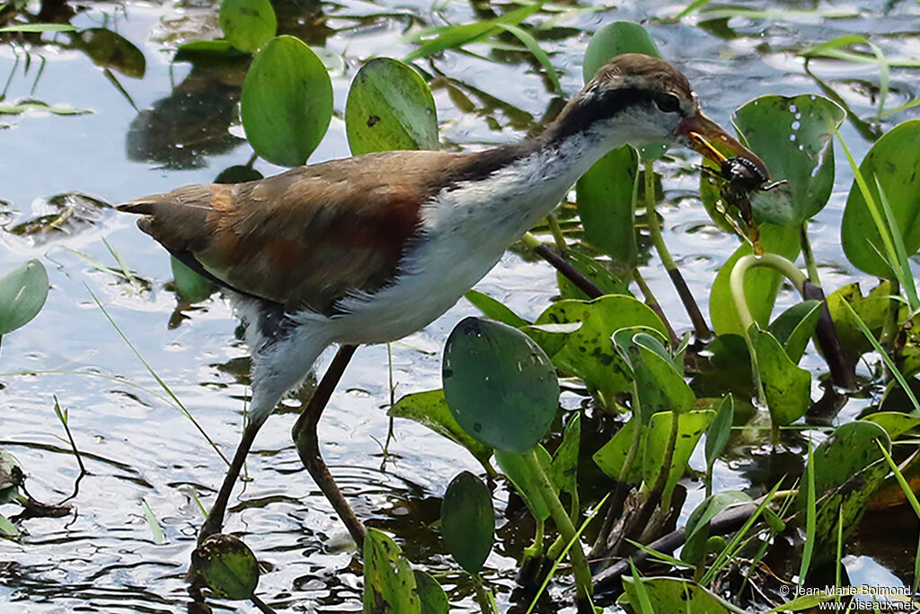 Jacana noir femelle
