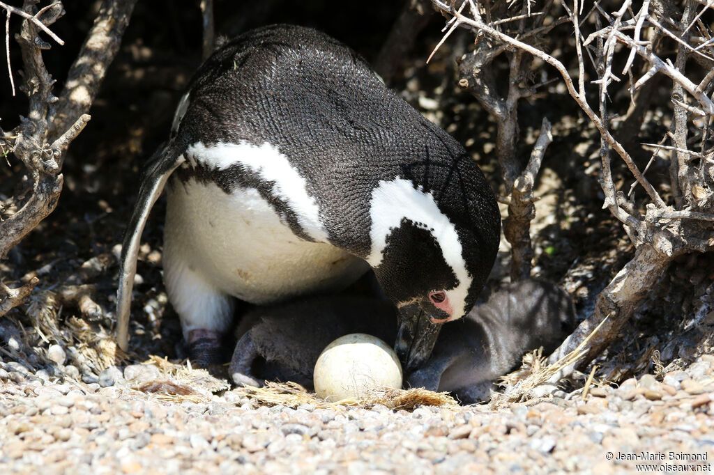 Magellanic Penguin