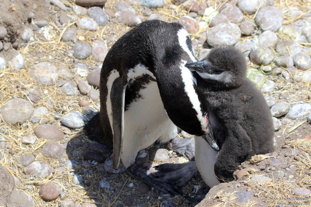 Magellanic Penguin
