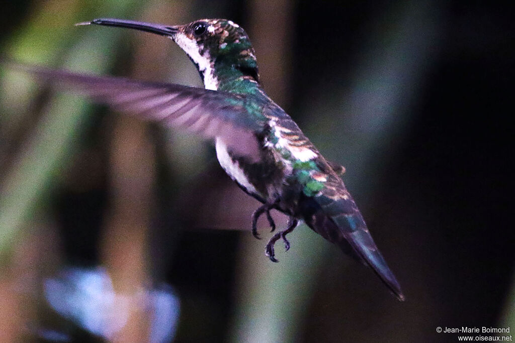 Black-throated Mango