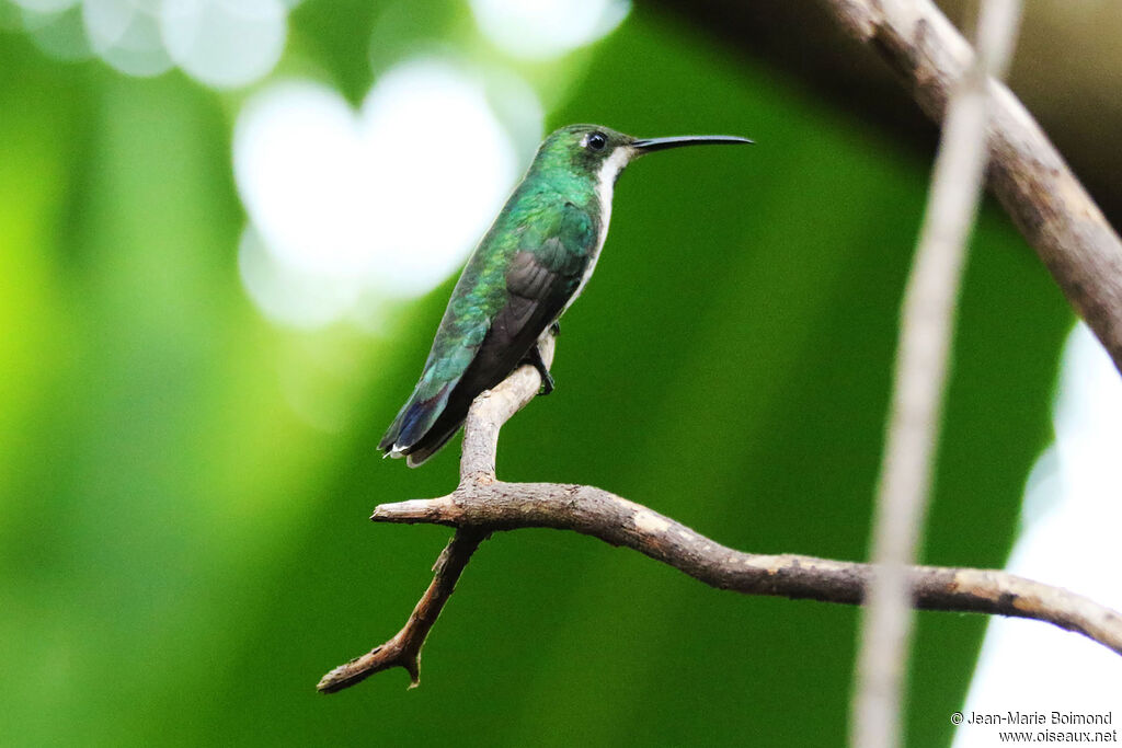 Black-throated Mango