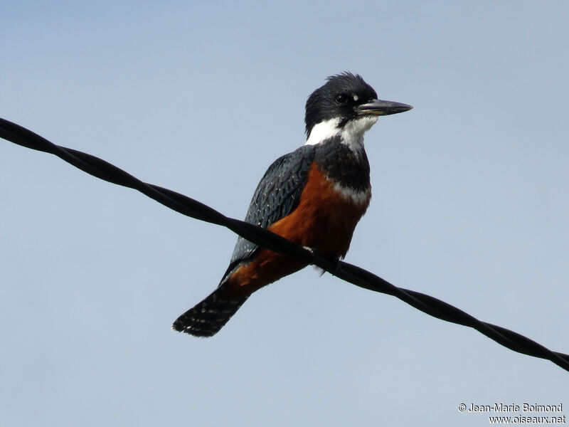 Ringed Kingfisher