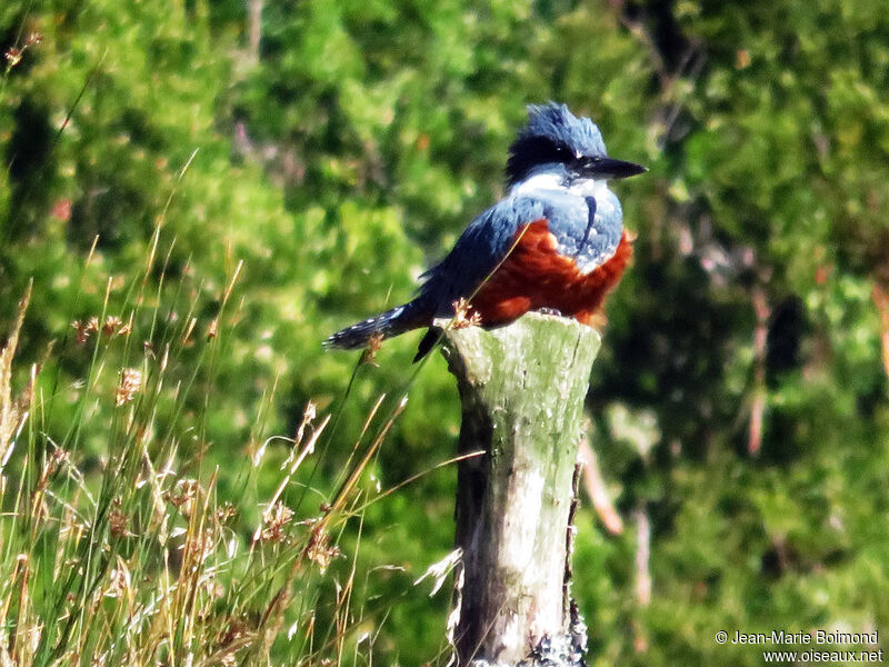 Ringed Kingfisher