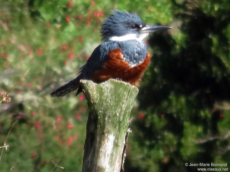 Ringed Kingfisher