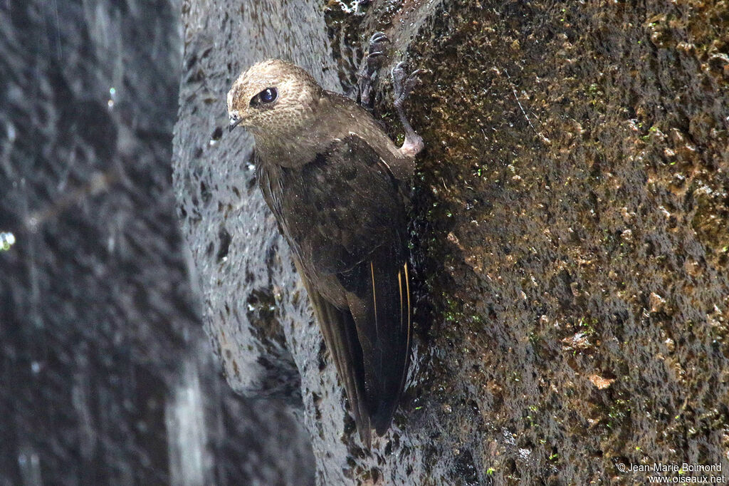 Martinet à tête grise