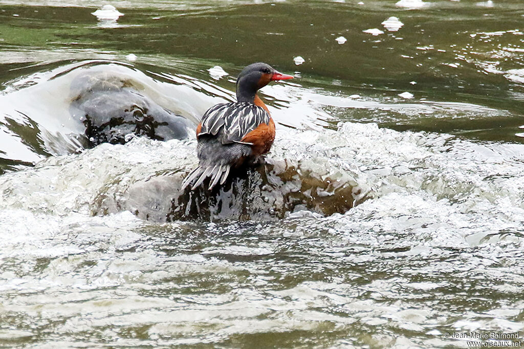 Torrent Duck