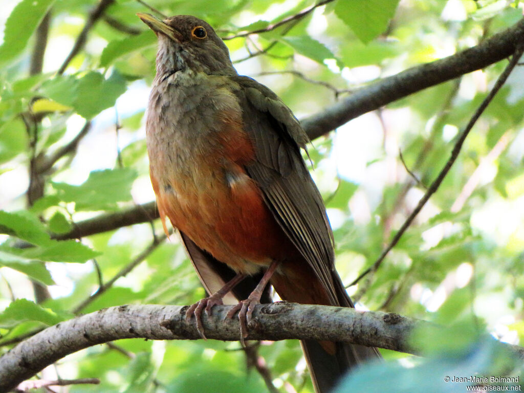 Rufous-bellied Thrush
