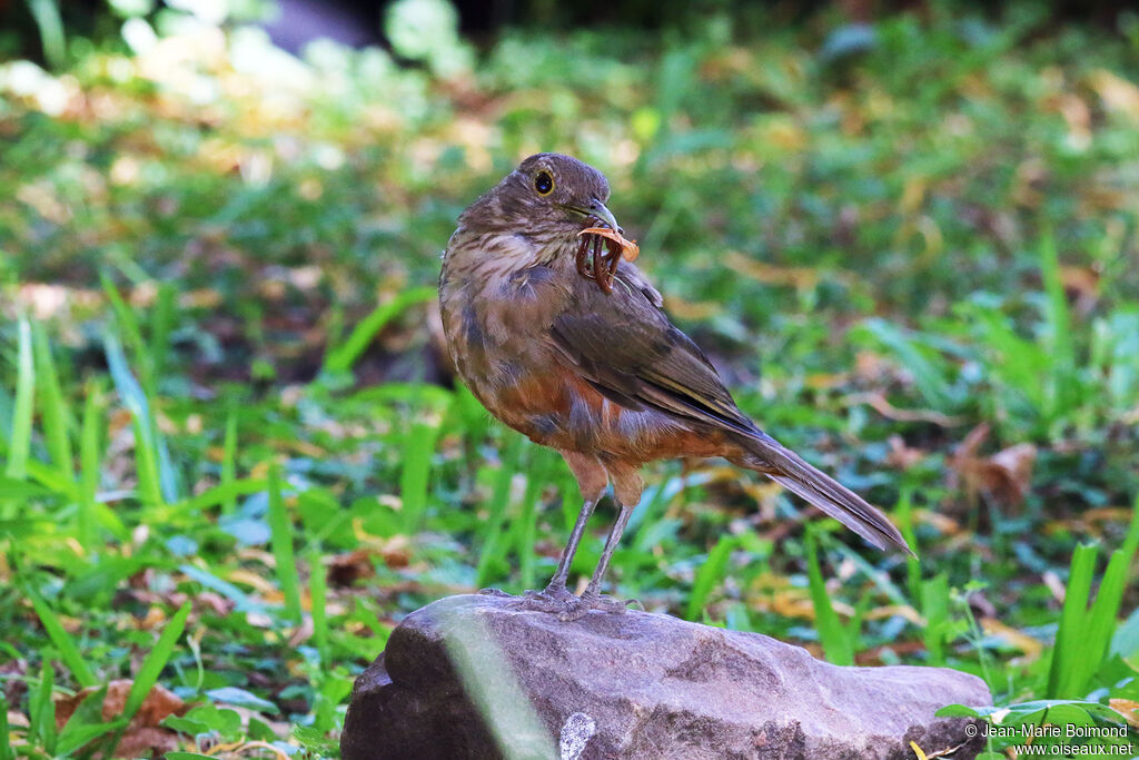 Rufous-bellied Thrush