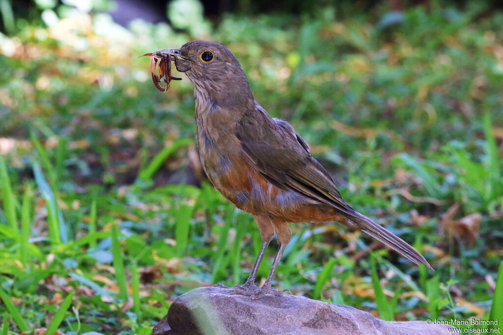 Rufous-bellied Thrush