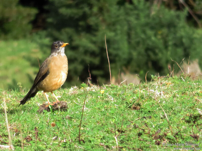 Austral Thrush