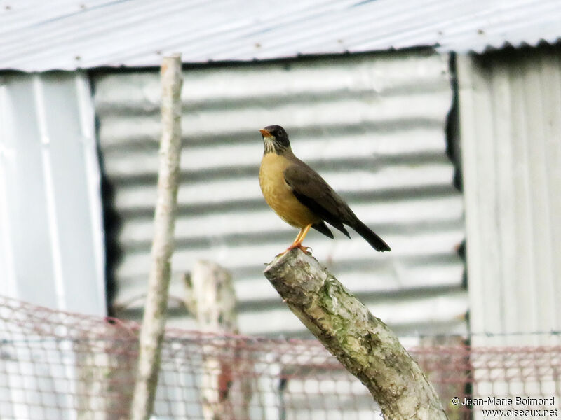 Austral Thrush