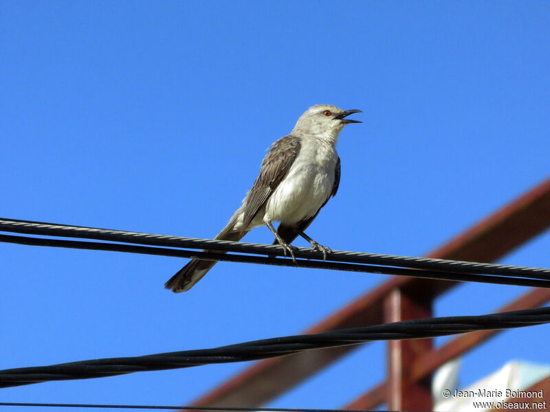 Tropical Mockingbird