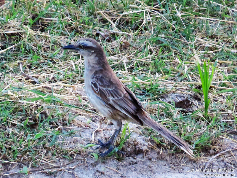 Chalk-browed Mockingbird