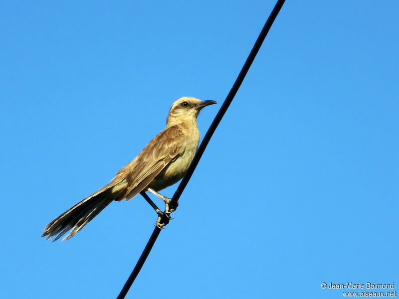 Chalk-browed Mockingbird