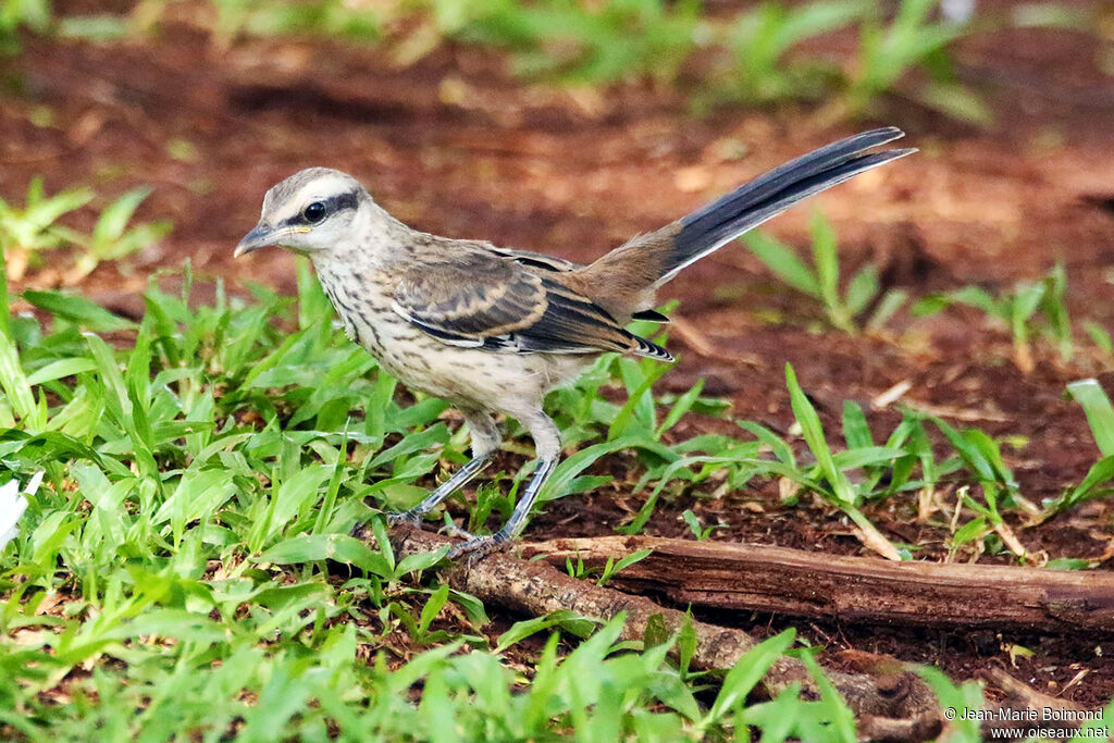 Moqueur plombé