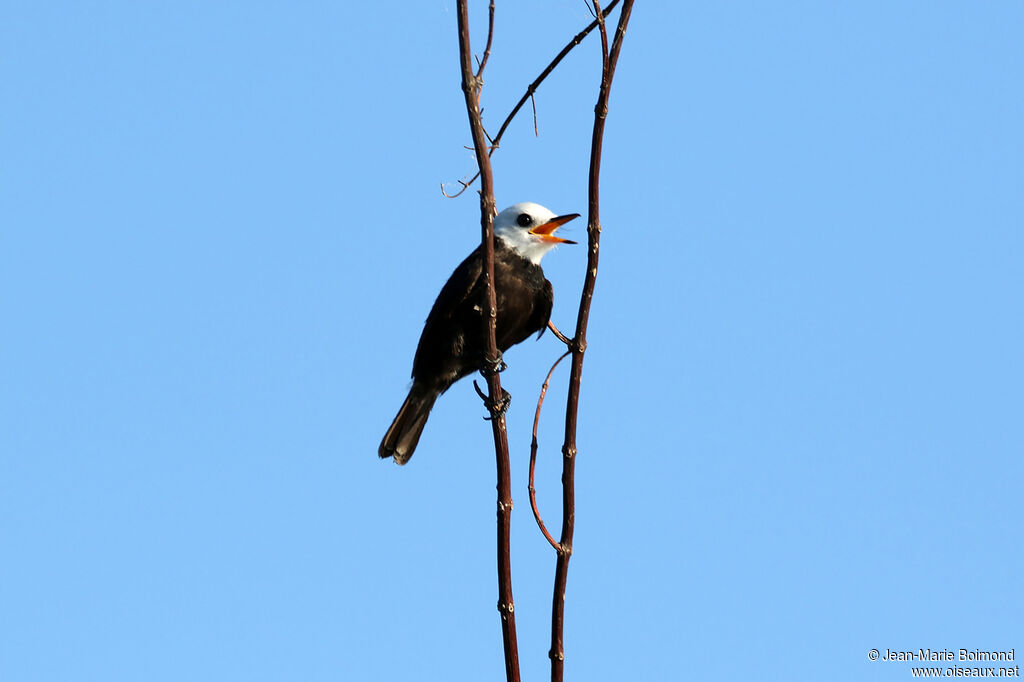 Moucherolle à tête blanche mâle