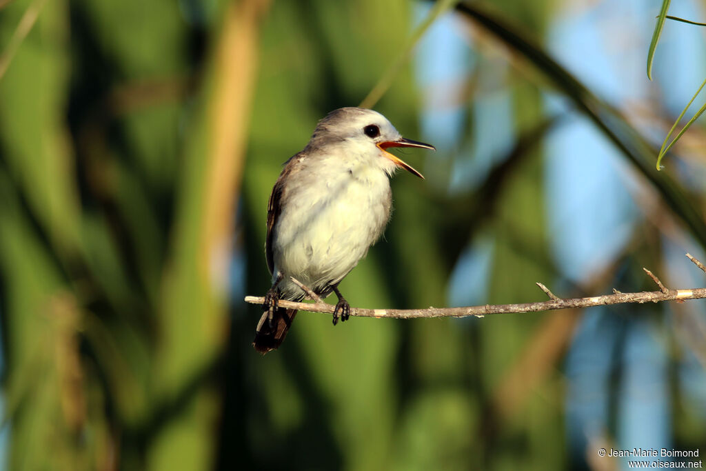 Moucherolle à tête blanche femelle