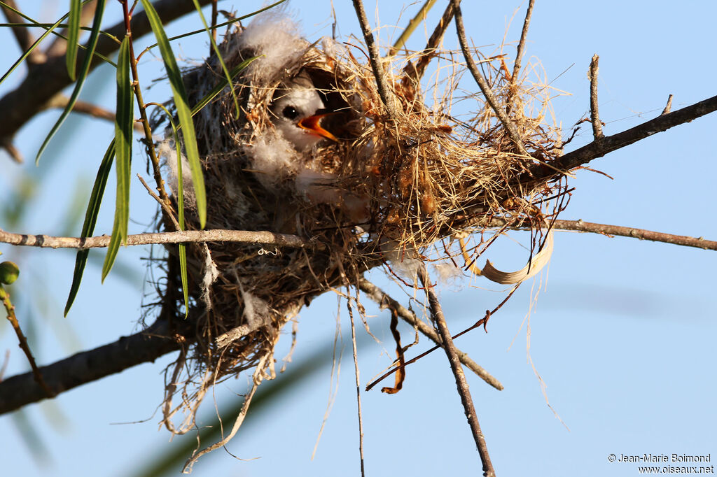 Moucherolle à tête blanchePoussin