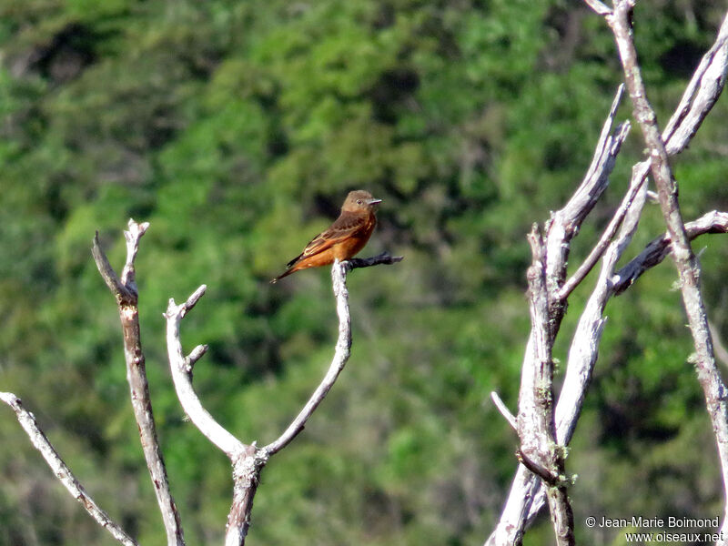 Cliff Flycatcher