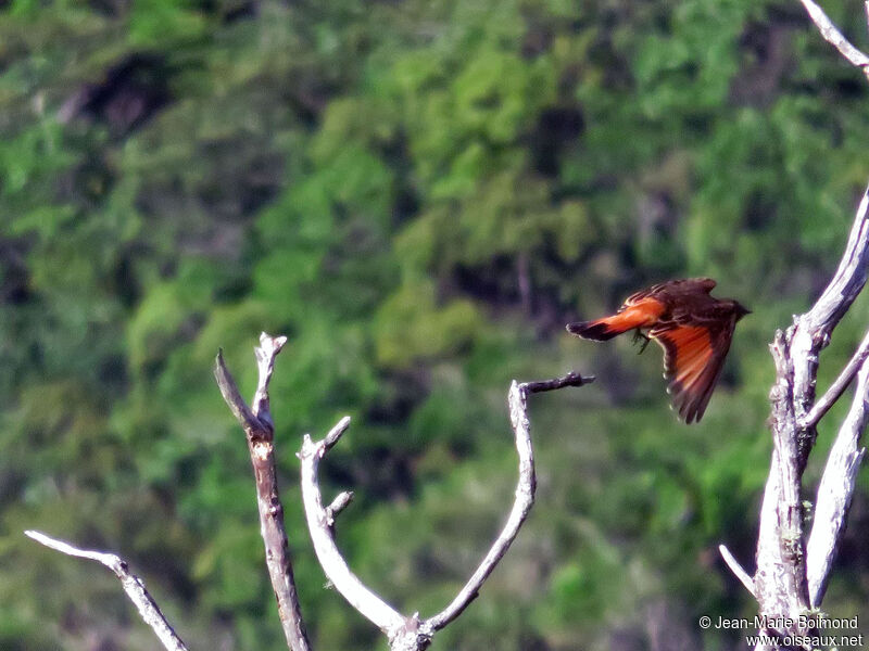 Cliff Flycatcher