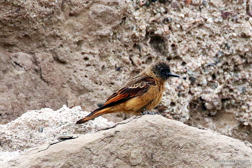 Moucherolle hirondelle